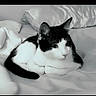 Harry joined the competition — help win amazing prizes! cat, black_and_white, bed, pillow, blanket, animal, pet, feline, resting, indoor, sleepy, cute, cozy, fur, whiskers, ears, soft, comfort, relaxation, monochrome