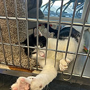 Harry is registered to the contest to win money with this photo: cat, black_and_white, cage, metal_bars, paw, stretching, carpet, indoor, pet, feline, resting, curious, close_up, animal, claws, window, daylight, soft_texture, shelter, confined