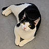Harry joined the competition — help win amazing prizes! cat, black_and_white, green_eyes, pet, animal, feline, domestic_cat, relaxed, lying_down, floor, curious, whiskers, ears, paws, fur, indoor, cute, mammal, looking_up, small_animal