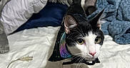 Harry is registered to the contest to win money with this photo: cat, black_and_white_cat, bed, blanket, pillow, indoor, pet, animal, fur, whiskers, tail, curious, cape, fabric, domestic_cat, cute, looking, feline, household, cozy