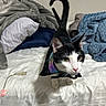 cat, black_and_white_cat, bed, blanket, pillow, indoor, pet, animal, fur, whiskers, tail, curious, cape, fabric, domestic_cat, cute, looking, feline, household, cozy