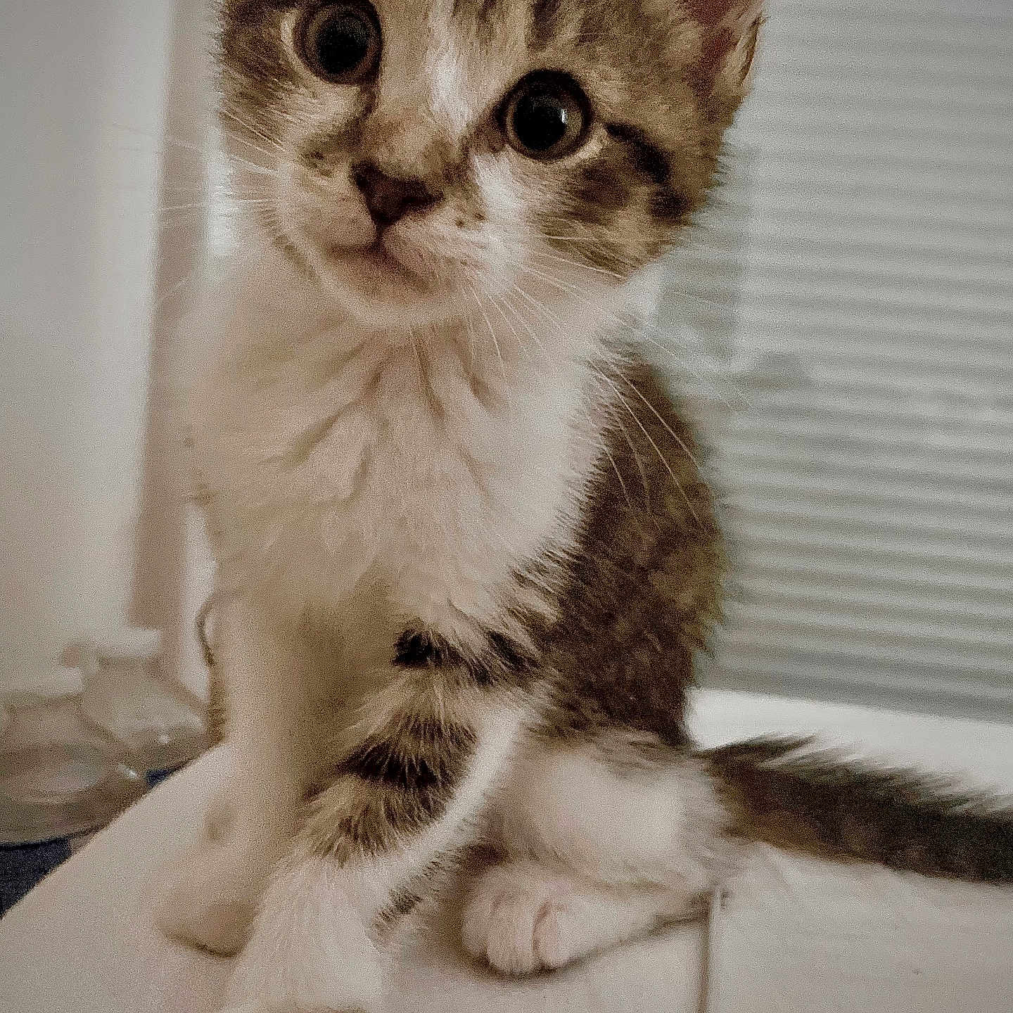 Willow participe au concours pour gagner de l'argent avec cette photo : abyssinian, angora, animal, cat, kitten, manx, pet, siamese