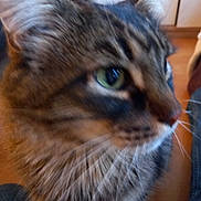 Akira a rejoint le concours — aidez-le/la à gagner de superbes lots ! cat, tabby_cat, close_up, indoor, green_eye, whiskers, fur, pet, animal, face, ear, nose, blur, domestic_cat, mammal, feline, cute, portrait, living_room, jeans