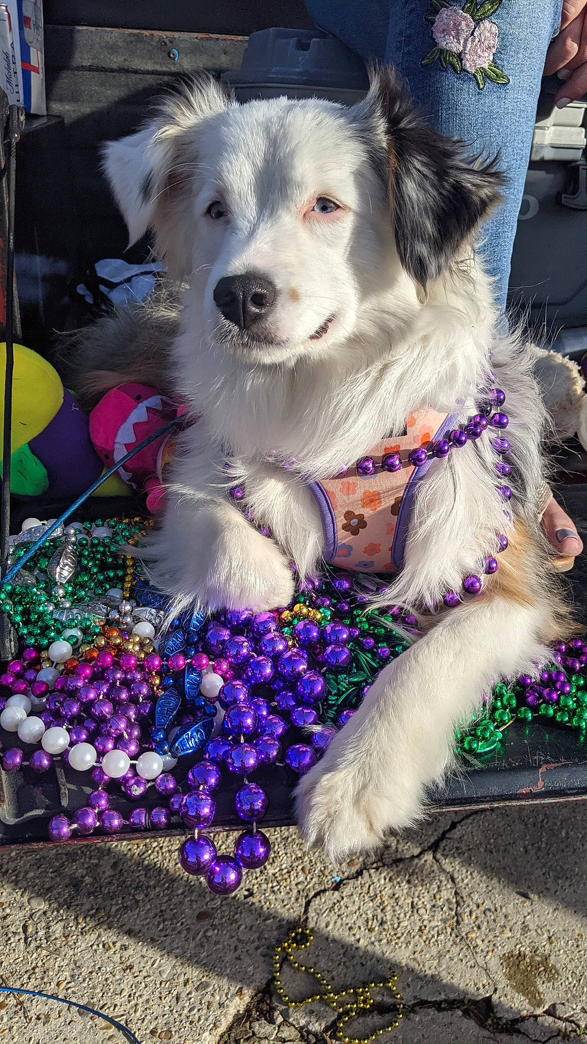 Miss Evie Mc Queen joined the competition — help win amazing prizes! canidae, carnivore, collar, companion_dog, dog, dog_breed, dog_collar, dog_supply, electric_blue, event, fashion_accessory, fur, happy, leash, magenta, non_sporting_group, purple, sporting_group, working_dog