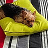 dog, small_dog, brown_fur, black_fur, pillow, green_pillow, bed, striped_bedspread, black_stripes, white_stripes, red_stripes, gray_stripes, resting, lying_down, pet, indoor, cozy, cute, relaxed, animal