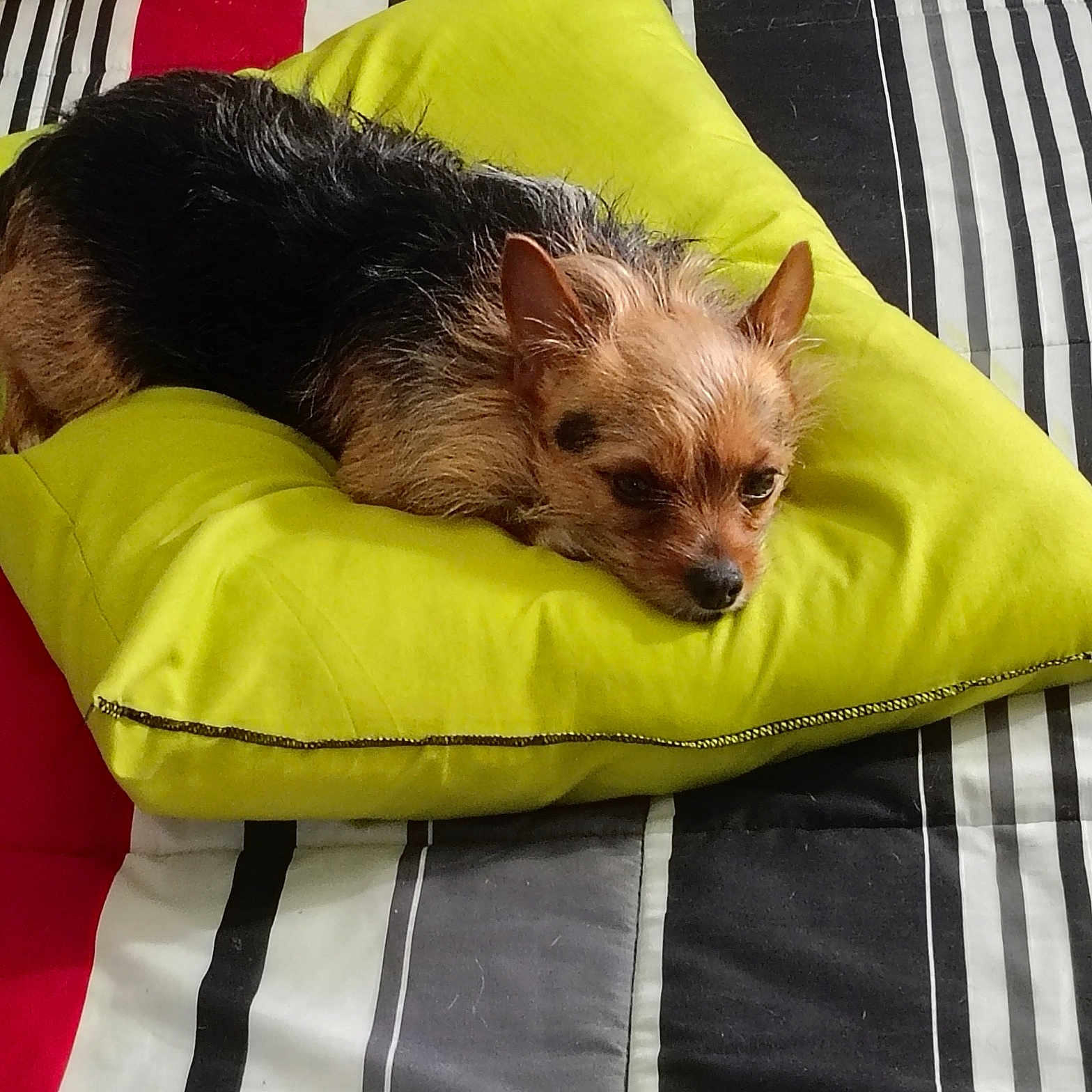 Crystal joined the competition — help win amazing prizes! dog, small_dog, brown_fur, black_fur, pillow, green_pillow, bed, striped_bedspread, black_stripes, white_stripes, red_stripes, gray_stripes, resting, lying_down, pet, indoor, cozy, cute, relaxed, animal