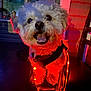 dog, white_dog, fluffy, string_lights, red_lights, chair, porch, window, night, happy, pet, glowing, indoor, smiling, leash, black_harness, closeup, decorative_lights, cute, animal