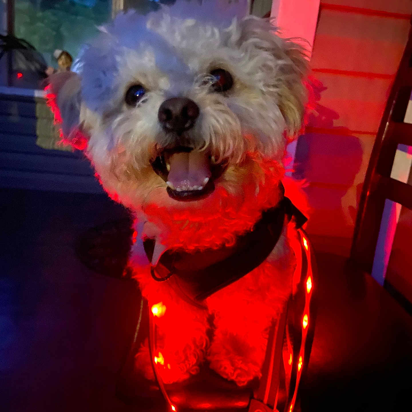 Bombon is registered to the contest to win money with this photo: animal, black_harness, chair, closeup, cute, decorative_lights, dog, fluffy, glowing, happy, indoor, leash, night, pet, porch, red_lights, smiling, string_lights, white_dog, window