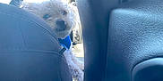 Bombon joined the competition — help win amazing prizes! dog, white_dog, car_interior, car_seat, seatbelt, sunlight, blue_harness, pet, curious, peeking, window, bright_light, travel, vehicle, furry, small_dog, backseat, leather, black_seat, daylight