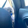 dog, white_dog, car_interior, car_seat, seatbelt, sunlight, blue_harness, pet, curious, peeking, window, bright_light, travel, vehicle, furry, small_dog, backseat, leather, black_seat, daylight