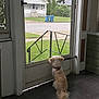 dog, small_dog, screen_door, indoor, porch, grass, sidewalk, street, house, window, fence, collar, pet, waiting, quiet, suburban, daytime, curious, calm, back_view