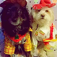 Nemo is registered to the contest to win money with this photo: dogs, canine, pets, two_dogs, costumes, halloween, festive_hat, plaid_clothing, dressed_up, long_hair, black_dog, white_dog, small_dogs, portrait, indoor, bed, blanket, spooky_decor, sitting, cute