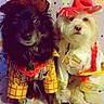 dogs, canine, pets, two_dogs, costumes, halloween, festive_hat, plaid_clothing, dressed_up, long_hair, black_dog, white_dog, small_dogs, portrait, indoor, bed, blanket, spooky_decor, sitting, cute