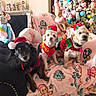 Nemo joined the competition — help win amazing prizes! dogs, three_dogs, pets, christmas, santa_hats, holiday_outfits, festive, christmas_tree, decorations, living_room, couch, blanket, pink_blanket, stuffed_animals, portrait, indoor, seated, black_dog, small_dogs, pet_photography