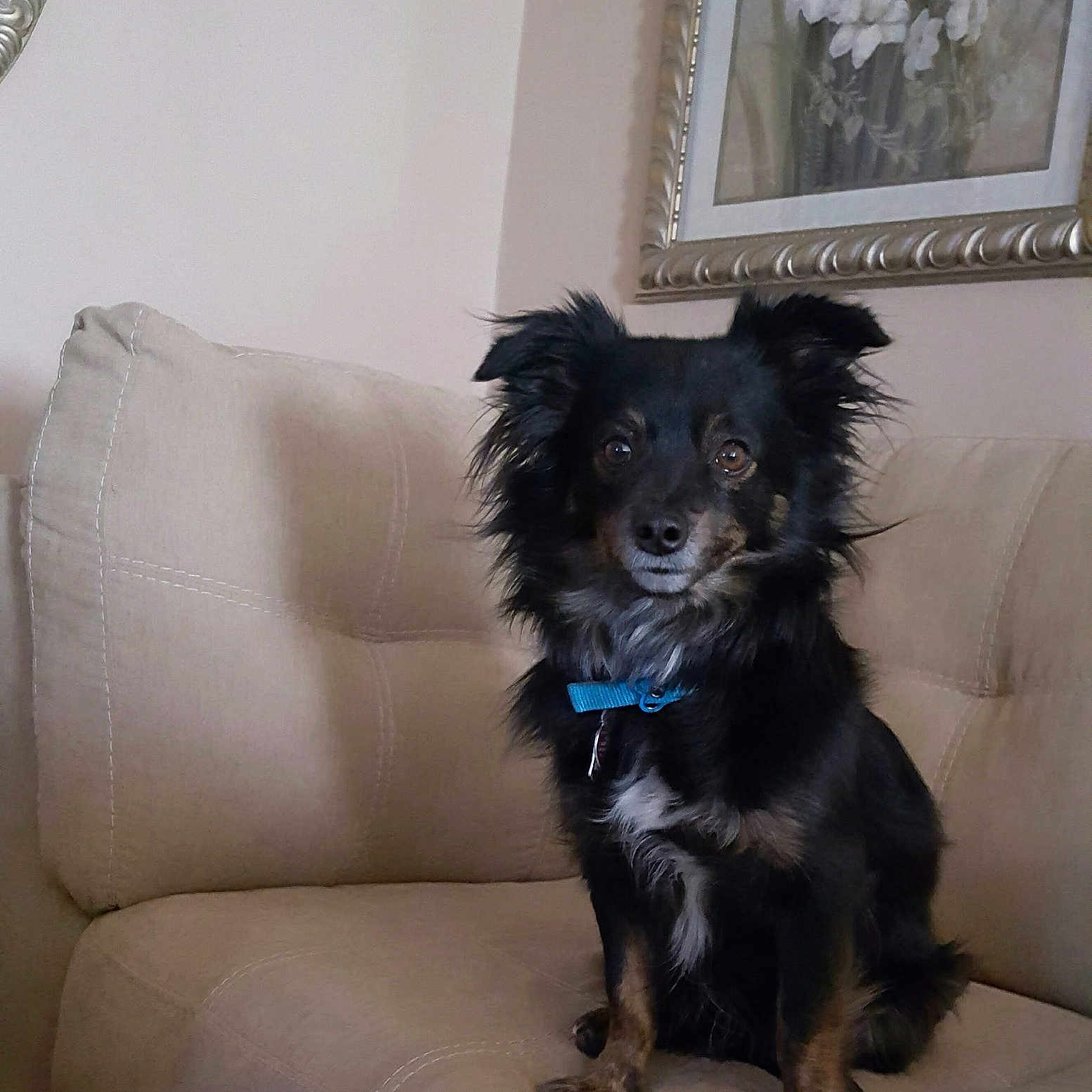 Nemo joined the competition — help win amazing prizes! dog, black_dog, fluffy, long_hair, sitting, couch, sofa, beige, blue_collar, pet, portrait, indoors, living_room, furniture, wall_art, floral_art, home_decor, front_facing, alert, cute