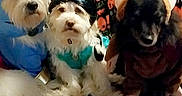 Nemo is registered to the contest to win money with this photo: dogs, puppies, three_dogs, pet, animal, halloween, costumes, blue_costume, hat, blanket, couch, indoor, portrait, group_photo, sitting, long_hair, fluffy, black_dog, white_dog, holiday