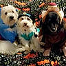 dogs, puppies, three_dogs, pet, animal, halloween, costumes, blue_costume, hat, blanket, couch, indoor, portrait, group_photo, sitting, long_hair, fluffy, black_dog, white_dog, holiday