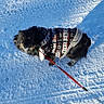 Nemo is registered to the contest to win money with this photo: dog, small_dog, winter, snow, snowy_ground, sweater, winter_clothing, leash, outdoor, cold_weather, standing, black_fur, fluffy, pet, animal, portrait, sunlight, shadow, ice, adventure