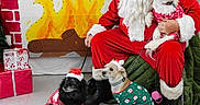 Cocobelle joined the competition — help win amazing prizes! beard, brick_wall, christmas, christmas_decorations, costume, dog, dogs, festive, fireplace, gifts, holiday, indoor, pet, portrait, present, red_suit, santa_claus, santa_hat, stockings, winter