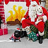 Cocobelle joined the competition — help win amazing prizes! santa_claus, dog, dogs, christmas, holiday, festive, costume, santa_hat, red_suit, beard, gifts, present, stockings, fireplace, brick_wall, christmas_decorations, indoor, portrait, pet, winter