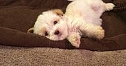 Cocobelle joined the competition — help win amazing prizes! puppy, dog, white_dog, fluffy, small_dog, pet, animal, lying_down, upside_down, sleeping, cute, adorable, fur, paws, face, pet_bed, cushion, brown, indoor, wooden_floor