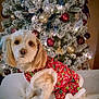 Cocobelle is registered to the contest to win money with this photo: dog, pet, holiday_outfit, christmas_tree, ornaments, lights, festive, cute, fluffy, decorations, indoor, seated, white_fur, red_green, holiday, celebration, winter, festivity, animal, cozy