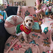 Cocobelle is registered to the contest to win money with this photo: dog, pet, small_dog, christmas, holiday, costume, festive, red_outfit, green_outfit, sitting, couch, blanket, plush_toys, stuffed_animals, decorations, ornaments, pink, indoor, portrait, cute