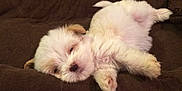 Cocobelle is registered to the contest to win money with this photo: puppy, dog, white, fluffy, sleeping, blanket, cozy, pet, cute, relaxed, lying_down, indoor, fur, small_dog, animal, sleepy, brown, soft, resting, adorable