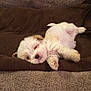puppy, dog, white, fluffy, sleeping, blanket, cozy, pet, cute, relaxed, lying_down, indoor, fur, small_dog, animal, sleepy, brown, soft, resting, adorable