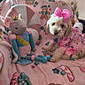 blanket, brown_fur, christmas_decorations, couch, cozy, cute, dog, fluffy, home_decor, indoor, pet, pink_bow, pink_pajamas, plush_toy, portrait, sitting, small_dog, stuffed_animal, toy, white_fur