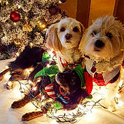 Cocobelle joined the competition — help win amazing prizes! dog, christmas_tree, holiday_lights, festive, decorations, christmas, pet_clothing, cute, indoor, decor, celebration, animal, christmas_ornaments, cozy, fur, pets, mammal, christmas_decor, holiday, christmas_spirit