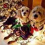 dog, christmas_tree, holiday_lights, festive, decorations, christmas, pet_clothing, cute, indoor, decor, celebration, animal, christmas_ornaments, cozy, fur, pets, mammal, christmas_decor, holiday, christmas_spirit