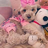 animal, bedroom, clothing, colorful, cozy, cuddling, cute, dog, fluffy, indoors, lying_down, pet, pink_background, pink_bow, plush_toy, portrait, puppy, small_dog, snowman, toy