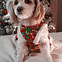 Cocobelle joined the competition — help win amazing prizes! dog, pet, christmas_tree, holiday, festive, ornaments, lights, white_blanket, cute, fluffy, sitting, indoor, decorations, winter, seasonal, canine, costume, red, white, cozy