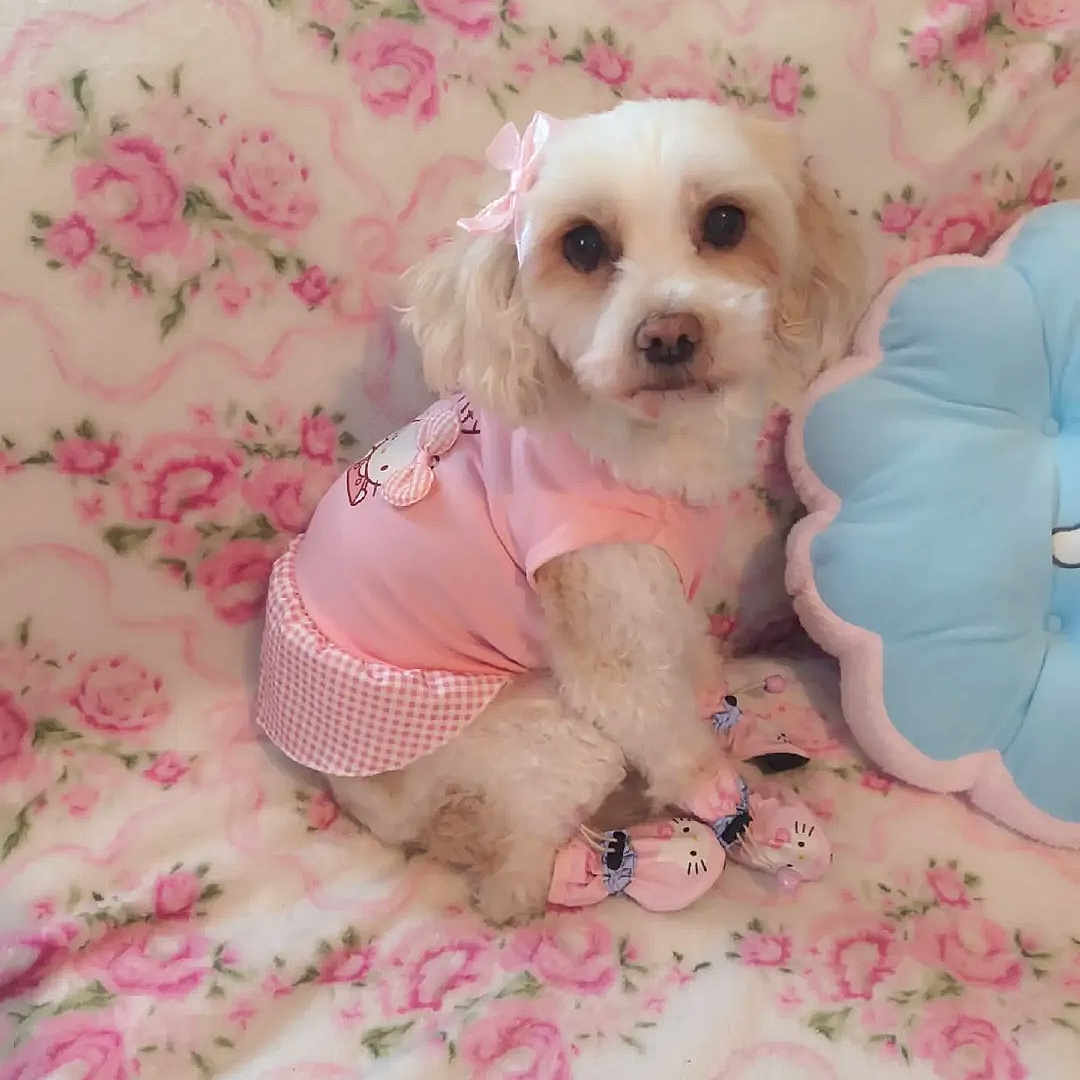 Cocobelle