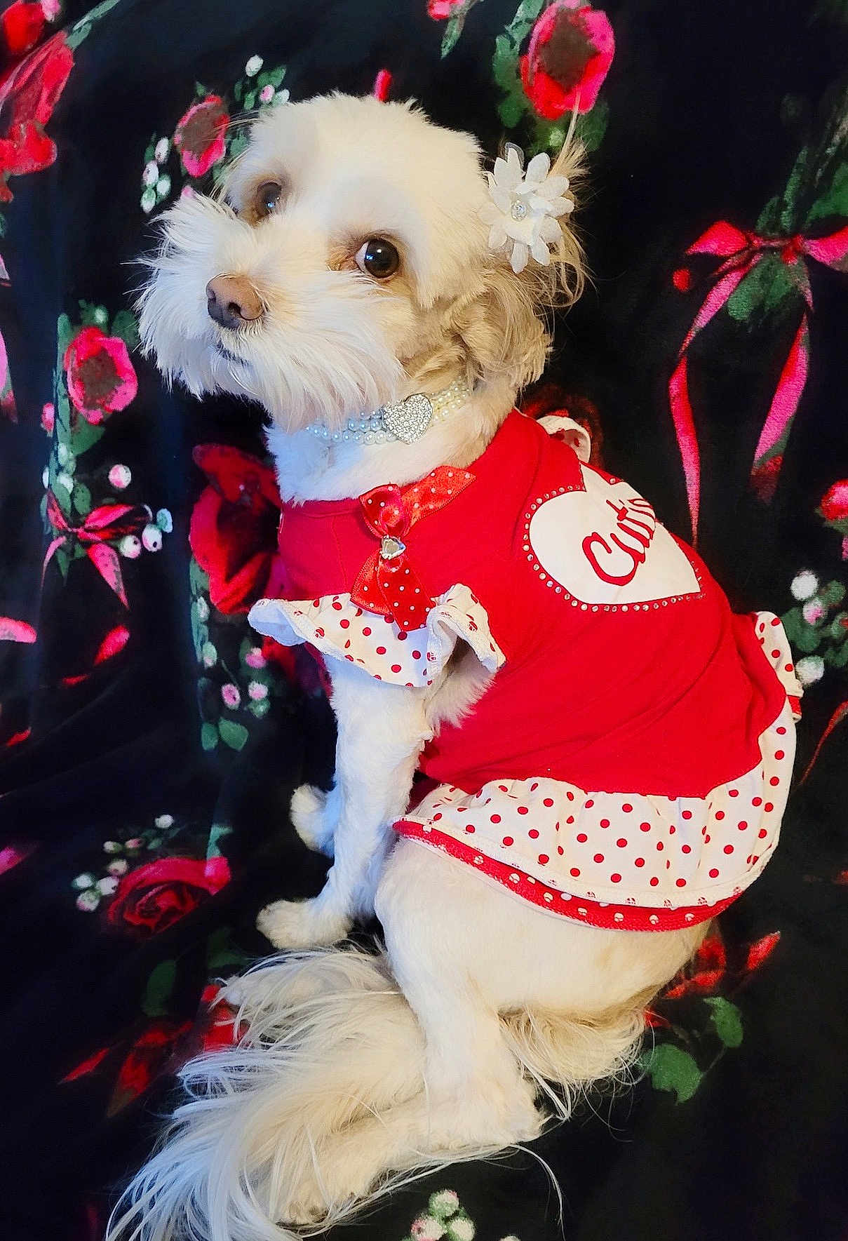 Cocobelle