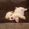 Cocobelle is registered to the contest to win money with this photo: puppy, dog, white_dog, fluffy, small_dog, pet, animal, lying_down, upside_down, sleeping, couch, sofa, blanket, brown, cozy, indoor, portrait, cute, fur, relaxed