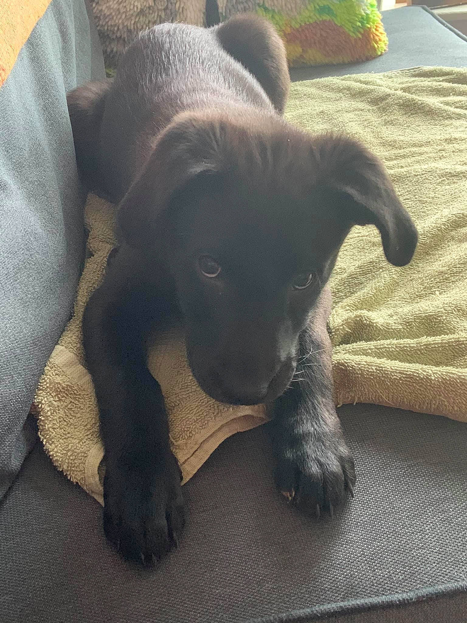 Bison joined the competition — help win amazing prizes! borador, canidae, carnivore, comfort, companion_dog, dog, dog_breed, floor, flooring, home_accessories, liver, mammal, mat, snout, sporting_group, working_animal, working_dog