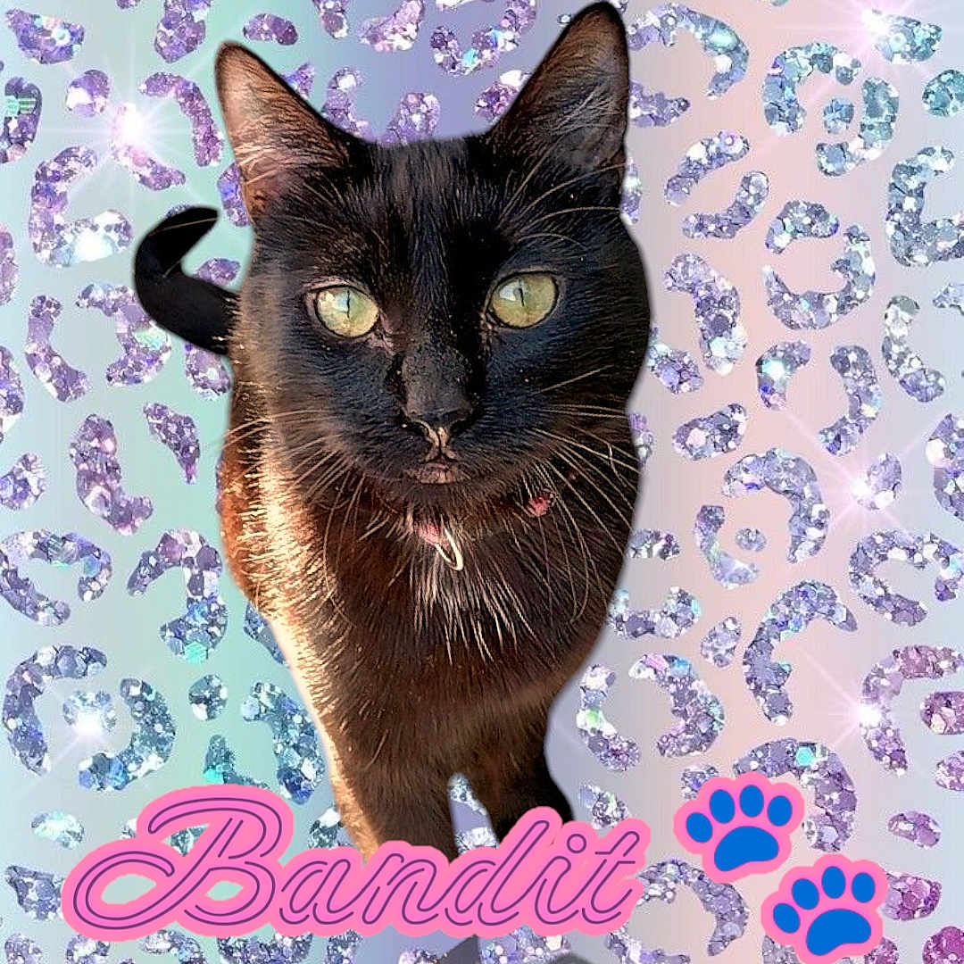 Bandit