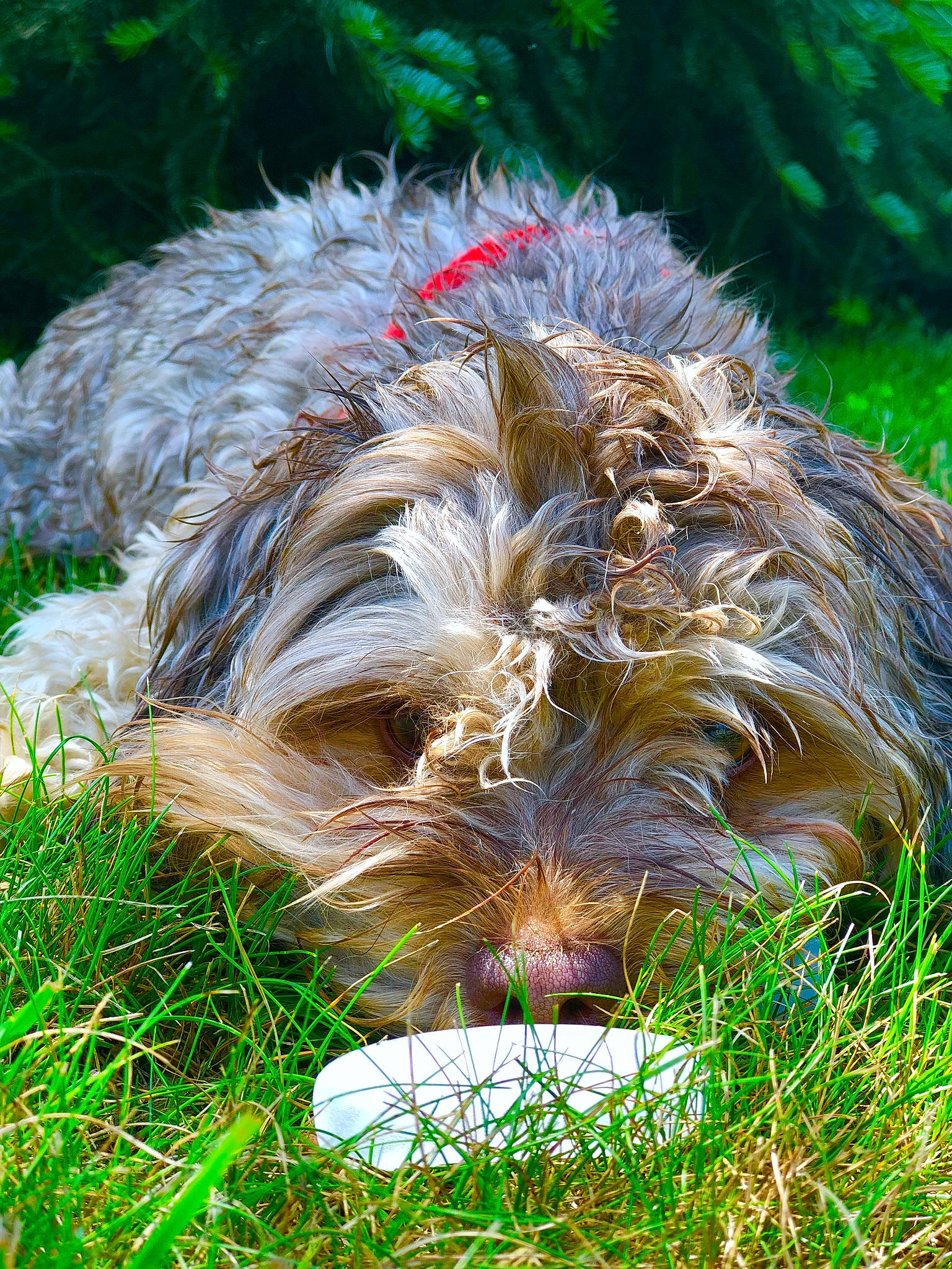 Gizmo joined the competition — help win amazing prizes! bosnian_coarse_haired_hound, briard, cairn_terrier, canidae, carnivore, catalan_sheepdog, dog, dog_breed, glen_of_imaal_terrier, grass, schapendoes, small_terrier, sporting_group, sporting_lucas_terrier, terrier, tibetan_terrier, wirehaired_pointing_griffon, yorkshire_terrier