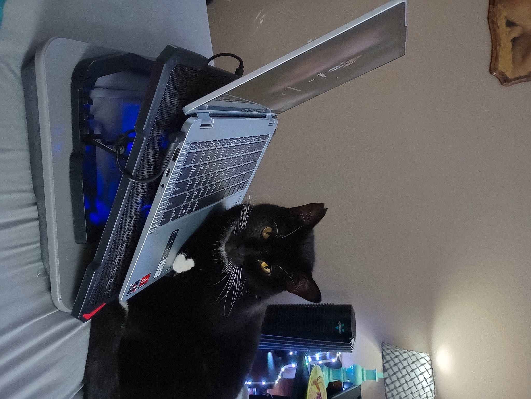 Chaos joined the competition — help win amazing prizes! audio_equipment, automotive_design, carnivore, cat, computer, computer_hardware, desk, desktop_computer, display_device, felidae, gadget, input_device, laptop, netbook, output_device, peripheral, personal_computer, small_to_medium_sized_cats, space_bar, whiskers