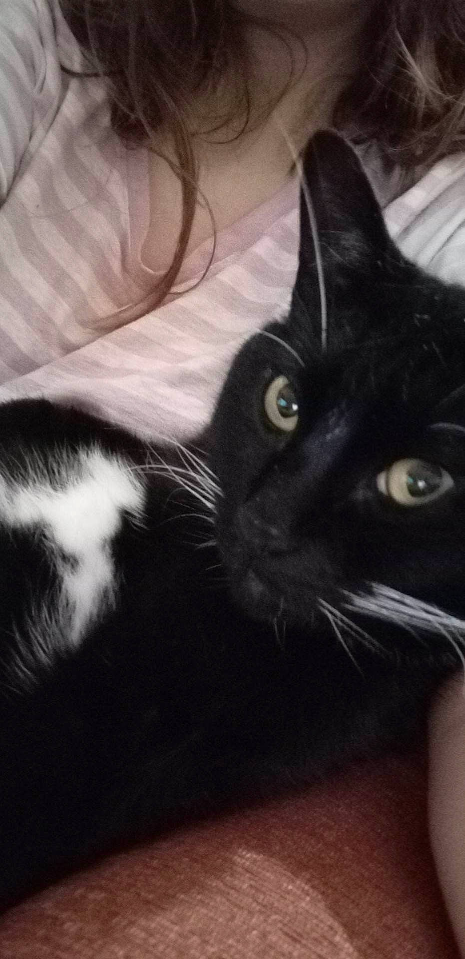 Chaos joined the competition — help win amazing prizes! black_cat, carnivore, cat, claw, comfort, domestic_short_haired_cat, ear, felidae, fur, head, iris, monochrome_photography, nose, paw, sky, small_to_medium_sized_cats, snout, terrestrial_animal, vertebrate, whiskers