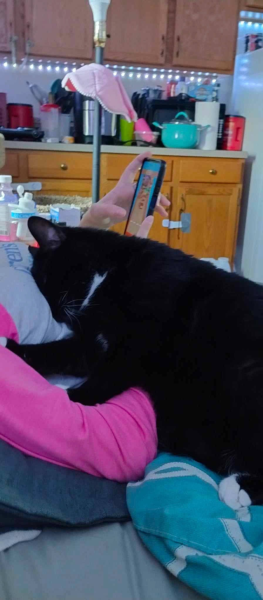 Chaos is registered to the contest to win money with this photo: black_cat, blue, cabinetry, carnivore, cat, chest_of_drawers, comfort, companion_dog, countertop, domestic_short_haired_cat, drawer, felidae, fur, human_leg, kitchen_appliance, lap, room, small_to_medium_sized_cats, tail, whiskers