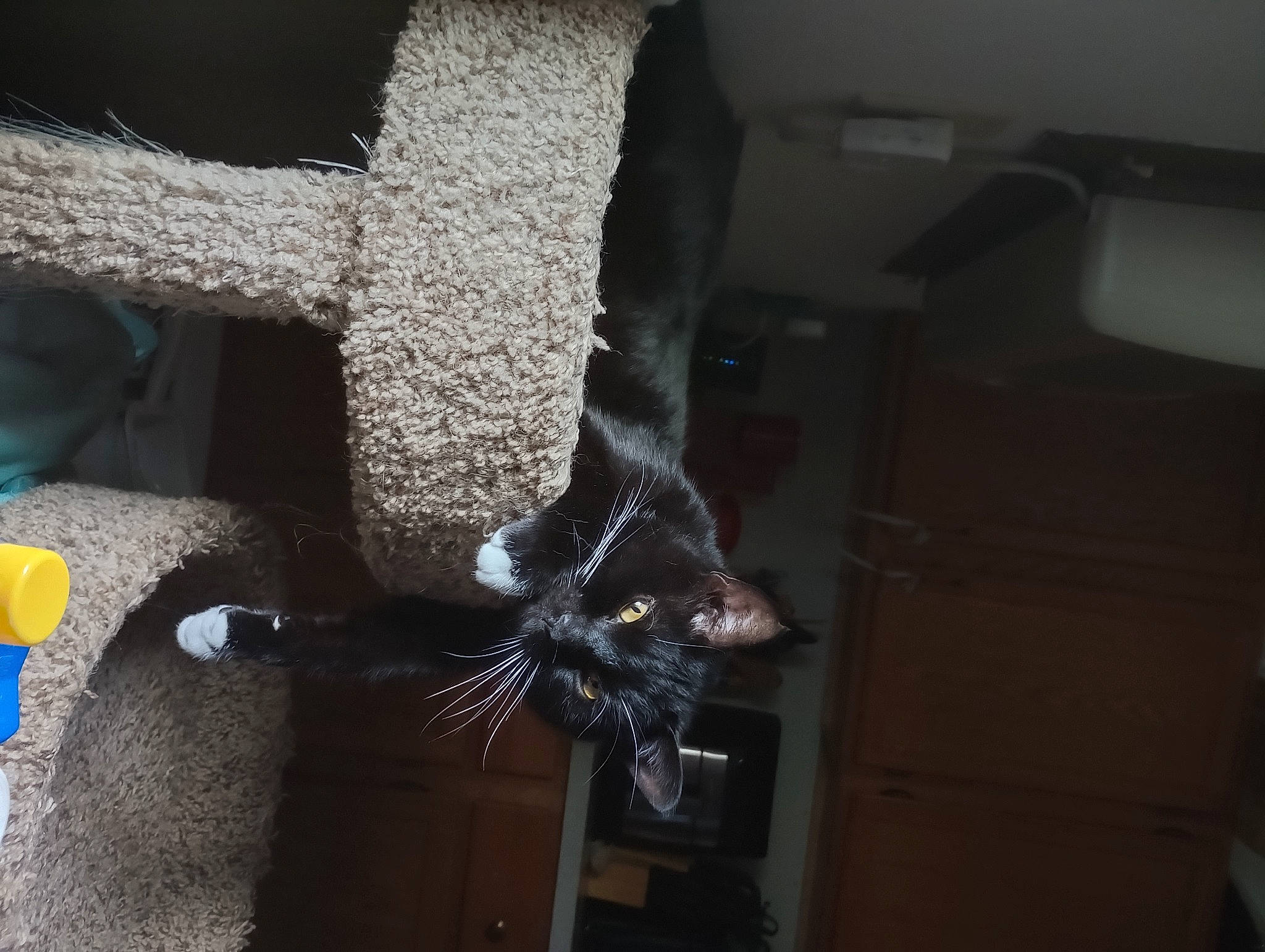 Chaos is registered to the contest to win money with this photo: cat, cat_supply, claw, domestic_short_haired_cat, felidae, foot, fur, human_leg, metal, pet_supply, room, small_to_medium_sized_cats, tail, weaving, whiskers, wood