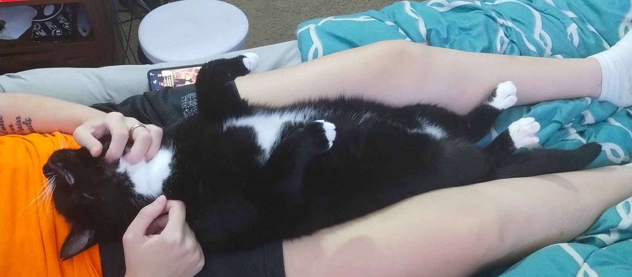 Chaos is registered to the contest to win money with this photo: carnivore, cat, comfort, companion_dog, dog_breed, elbow, felidae, finger, fur, gesture, hand, human_leg, lap, nail, small_to_medium_sized_cats, tail, thigh, thumb, whiskers, wrist