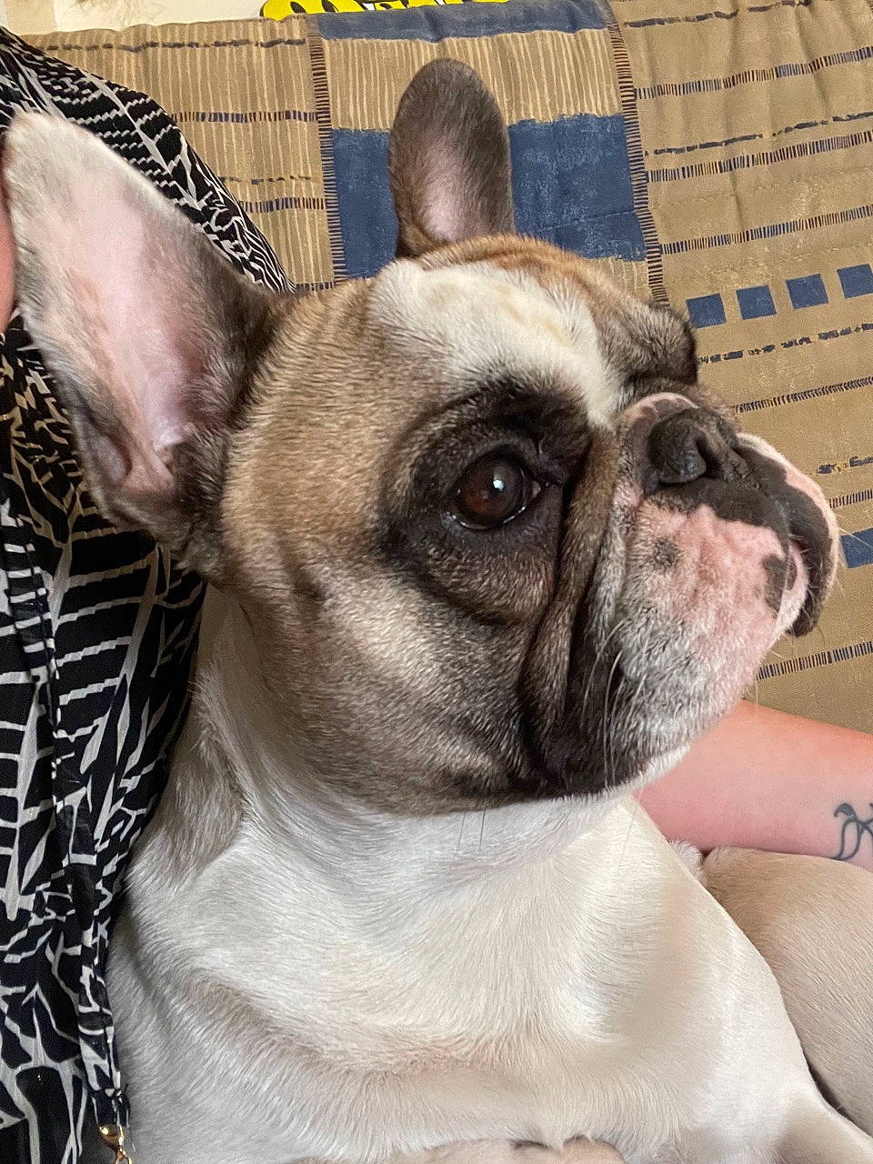 Samba a rejoint le concours — aidez-le/la à gagner de superbes lots ! bulldog, canidae, carnivore, collar, comfort, companion_dog, dog, dog_breed, dog_collar, ear, fawn, french_bulldog, molosser, snout, sporting_group, terrestrial_animal, toy_dog, whiskers, working_animal, wrinkle