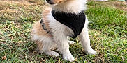 Pipouss participe au concours pour gagner de l'argent avec cette photo : puppy, dog, grass, outdoor, pet, harness, brown, white, small_dog, cute, animal, fur, ears, sitting, person, pants, towel, nature, daylight, curious