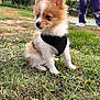 puppy, dog, grass, outdoor, pet, harness, brown, white, small_dog, cute, animal, fur, ears, sitting, person, pants, towel, nature, daylight, curious