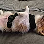 Pipouss participe au concours pour gagner de l'argent avec cette photo : dog, puppy, lying_down, relaxed, fur, harness, couch, indoor, pet, sleeping, cozy, animal, resting, cute, fluffy, domestic_animal, canine, fur_texture, side_view, comfortable