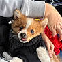 Pipouss a rejoint le concours — aidez-le/la à gagner de superbes lots ! puppy, dog, pet, cute, sweater, black_clothing, fur, small_dog, hand, car_interior, seat, cute_pet, animal, cozy, warm, car_seat, person, holding, close_up, tongue_out